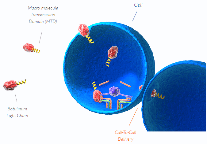 cells