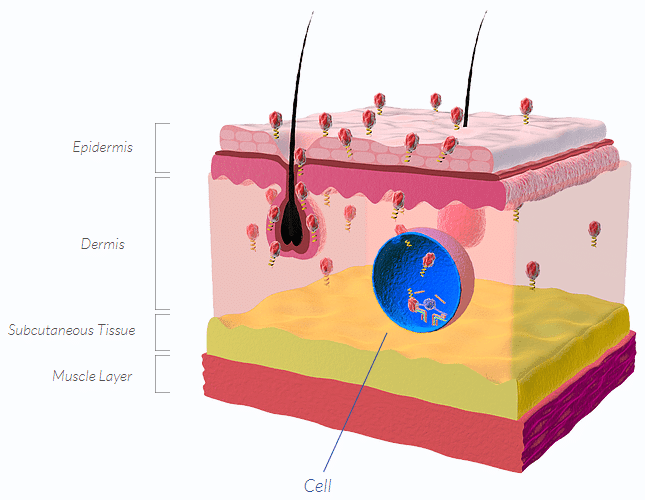 skin and cell penetration